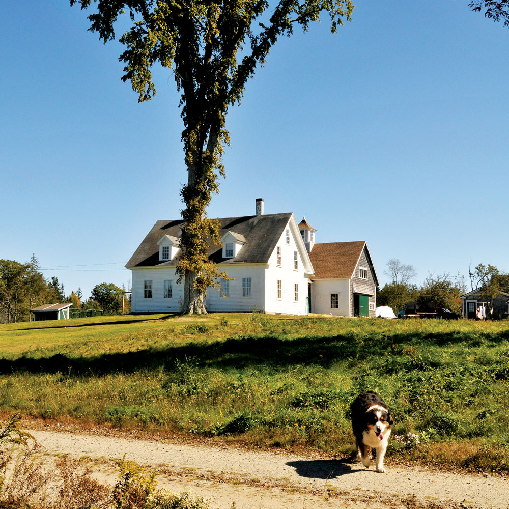 Bagaduce Farm, where Deborah Evans raises heritage breed pigs.