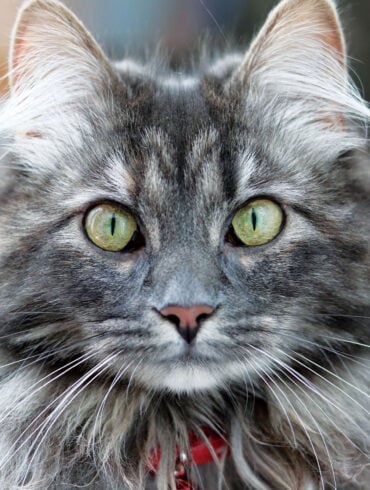 Maine Coon Cat