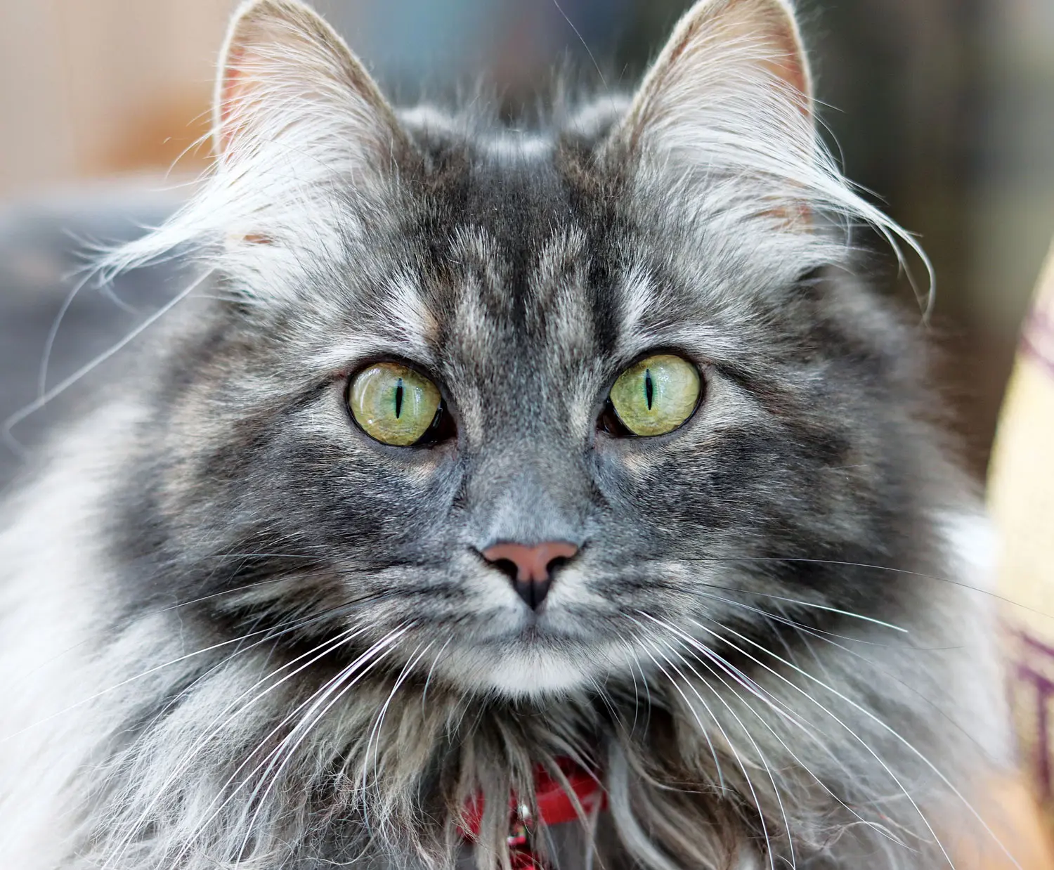 Maine Coon Cat