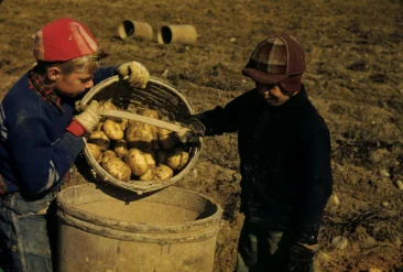 Down East Magazine, Small Potatoers