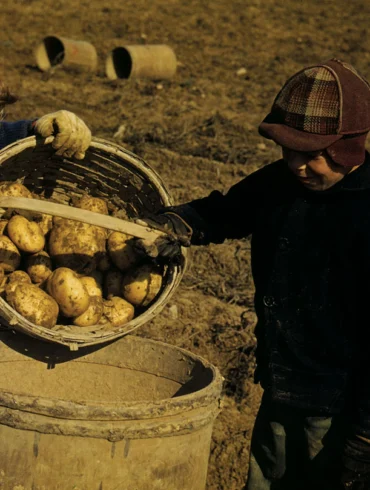 Down East Magazine, Small Potatoers