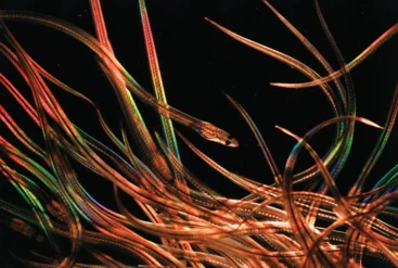 American eels