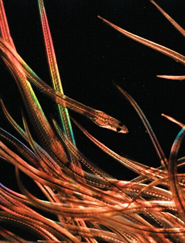 American eels