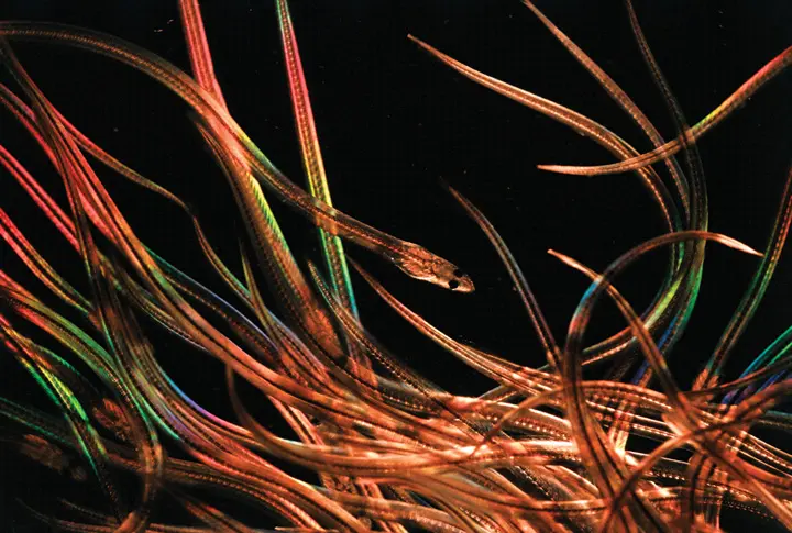 American eels