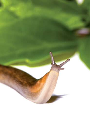 Slug