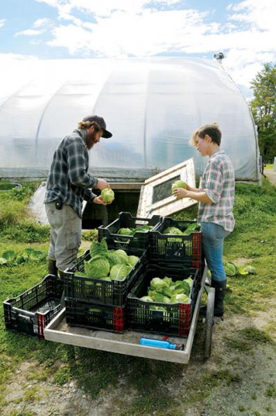 Apprentices pack cabbages at Eliot Coleman and Barbara Damrosch’s Four Season Farm in Brooksville.