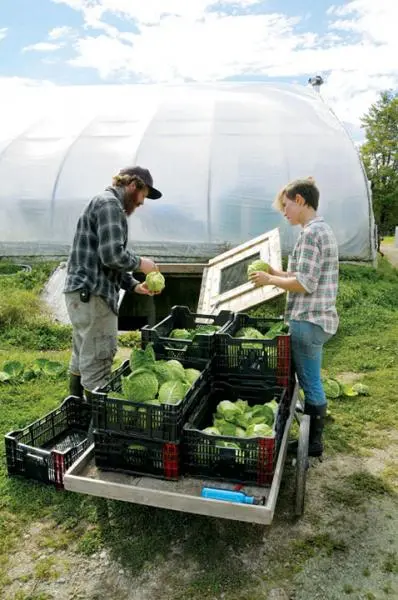 Apprentices pack cabbages at Eliot Coleman and Barbara Damrosch’s Four Season Farm in Brooksville.