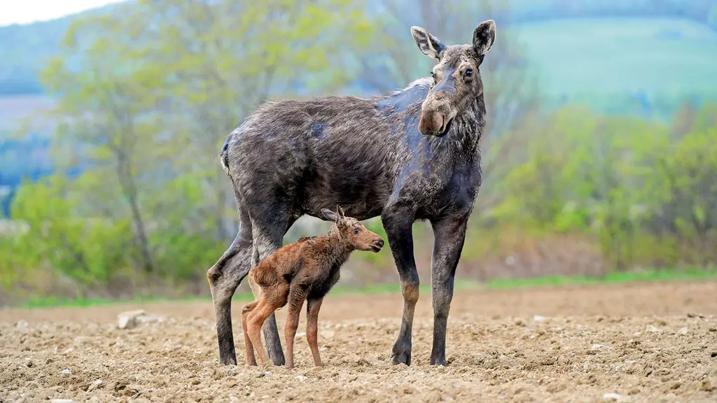 A female moose and her calf