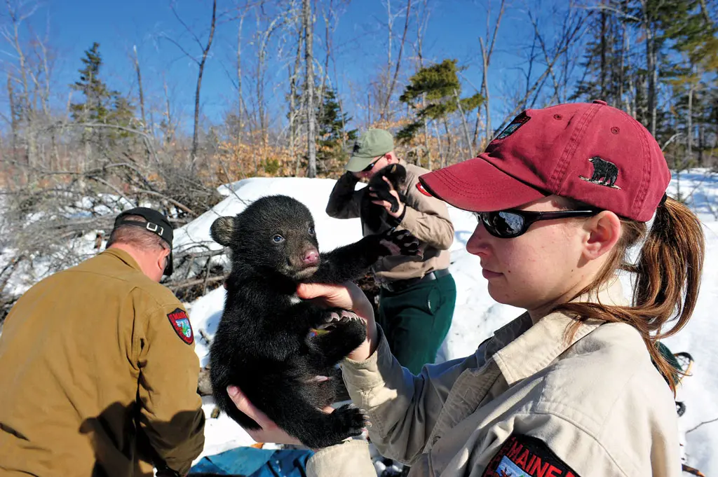 Maine Black Bear Cubs