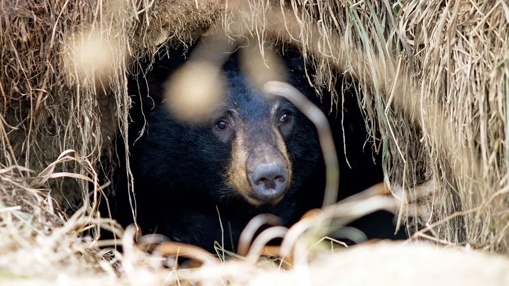 Maine Black Bear