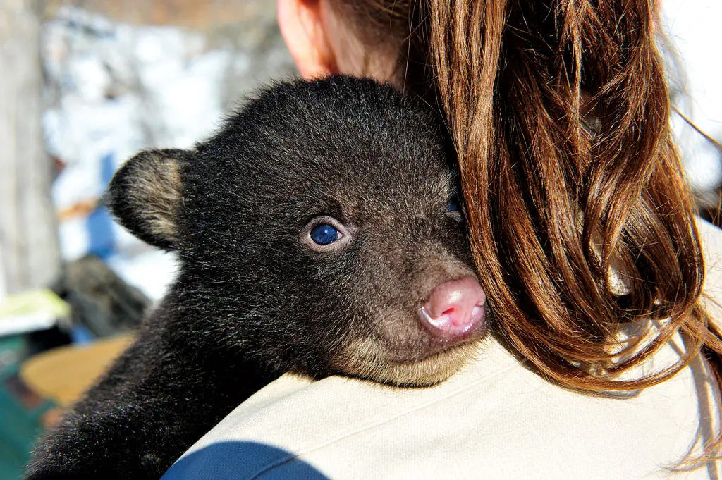 Maine Black Bear Cub