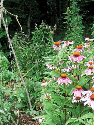 Maine garden