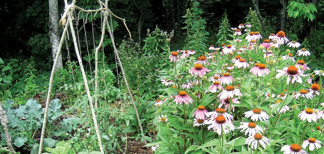 Maine garden