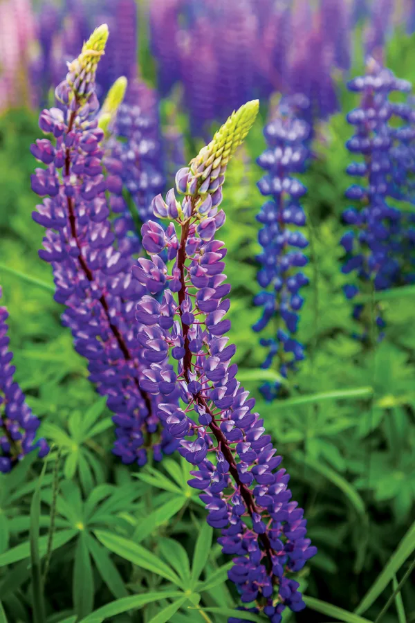 close up of a purple lupine