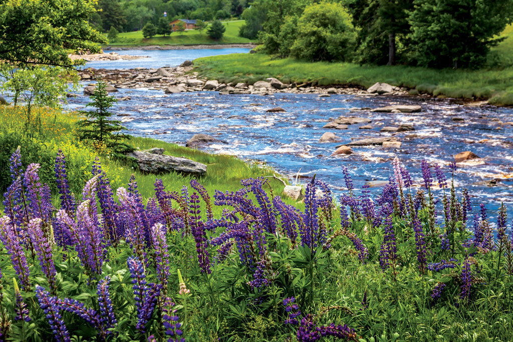 lupines in bloom near a stream