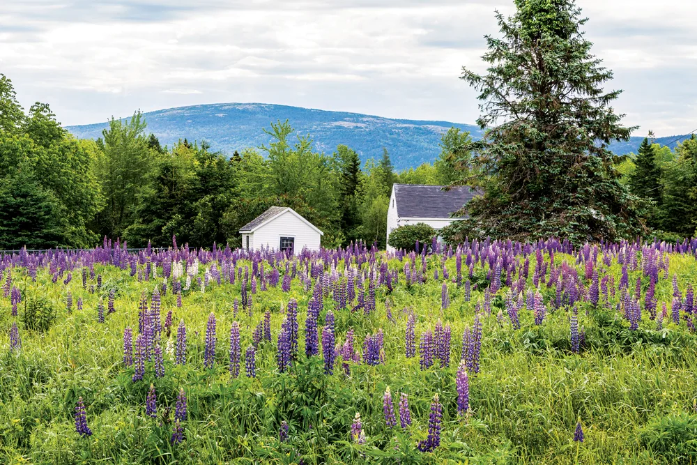 field of lupines