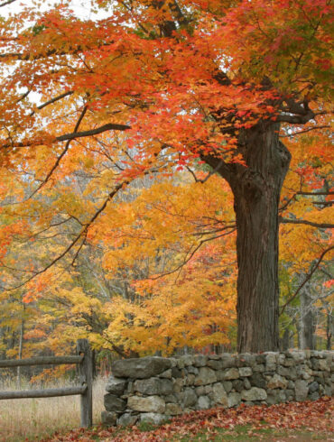 Sharon Kennedy | Shutterstock