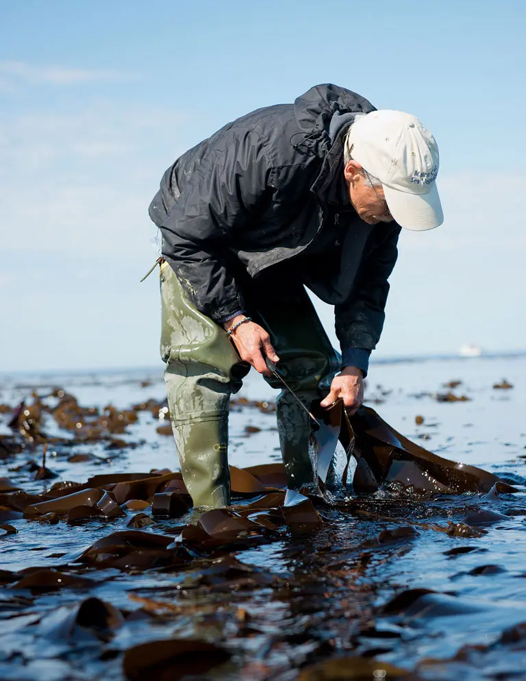 Shep Erhart of Maine Coast Sea Vegetables harvests seaweed.