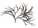 DEE1503Seaweed08
