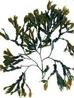 DEE1503Seaweed09