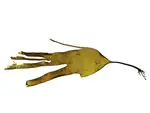 DEE1503Seaweed10