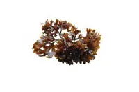 DEE1503Seaweed11