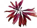 DEE1503Seaweed12
