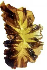 DEE1503Seaweed13