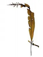 DEE1503Seaweed14