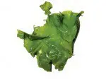 DEE1503Seaweed15