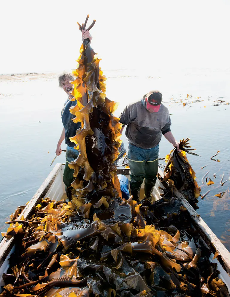 Ron Hinkle (left) and Jay Mayer stand nearly knee-deep in a boat full of sugar kelp, harvested off South Addison near Flat Island in outer Pleasant Bay.