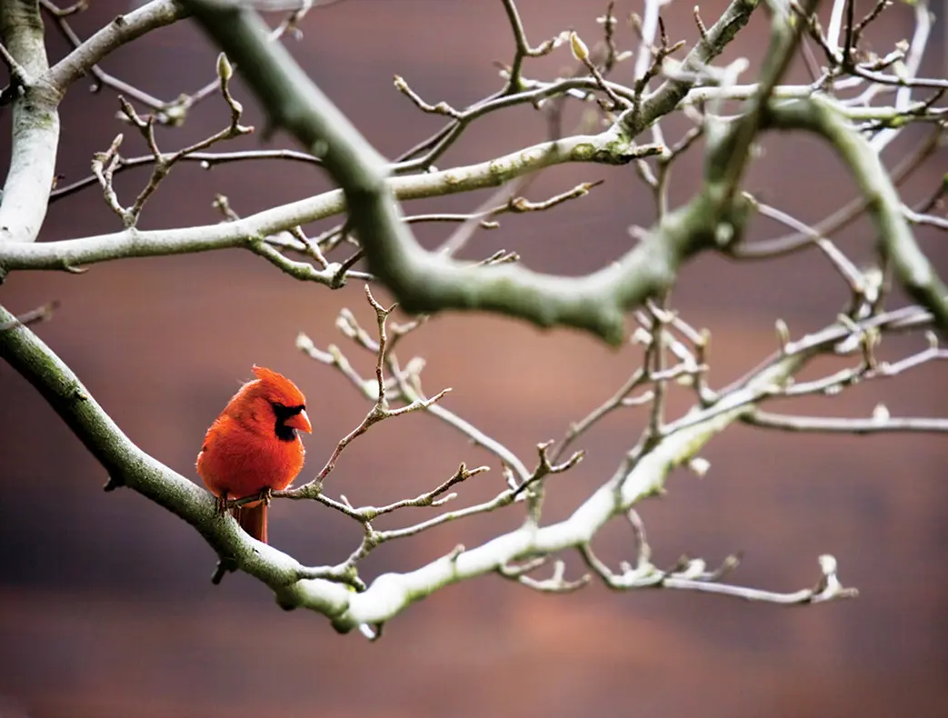 Cardinal