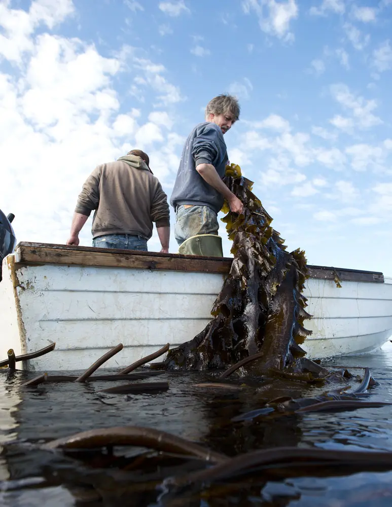harvesting kelp by boat