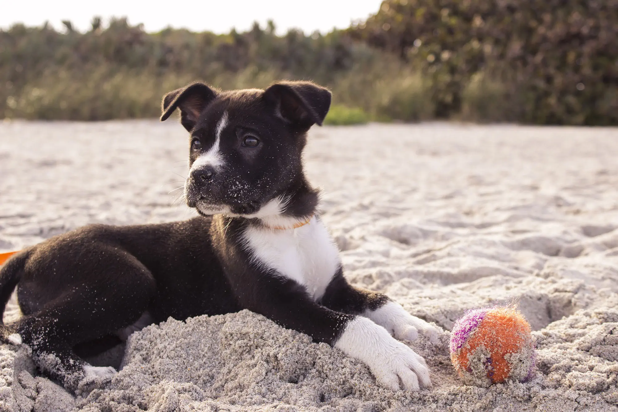 Dog on the beach, Andrew Pons