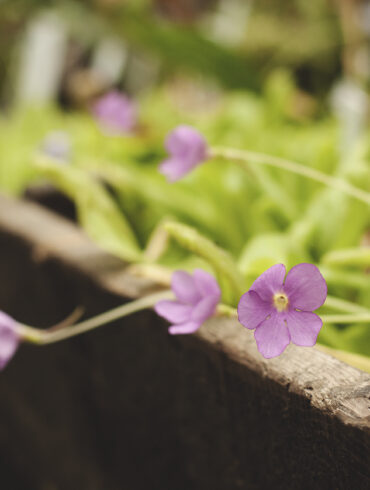 Spring garden, by Maja Petric