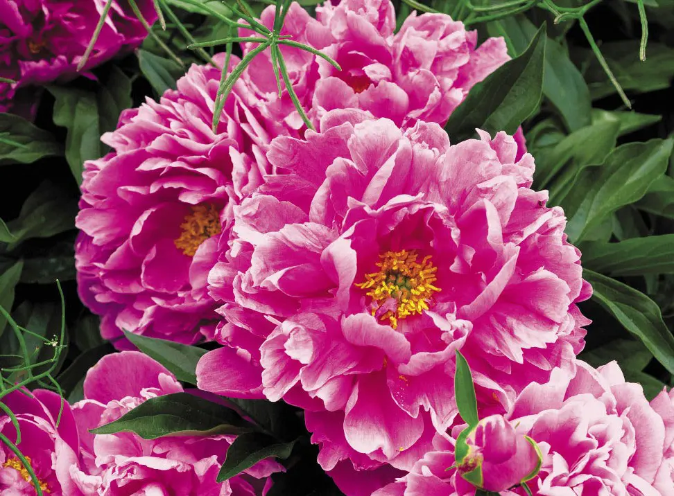 Peonies