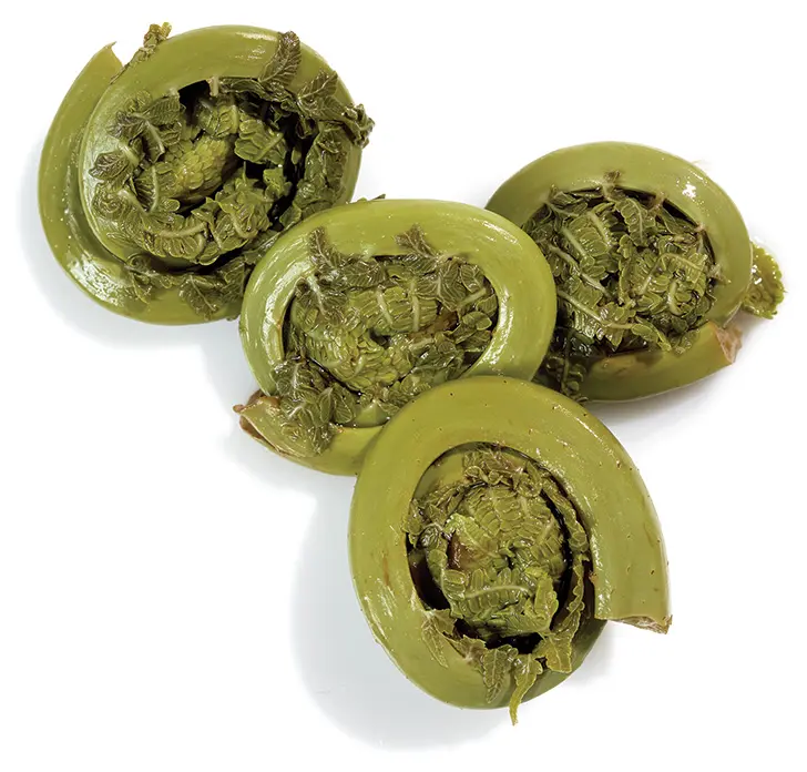 Fiddleheads