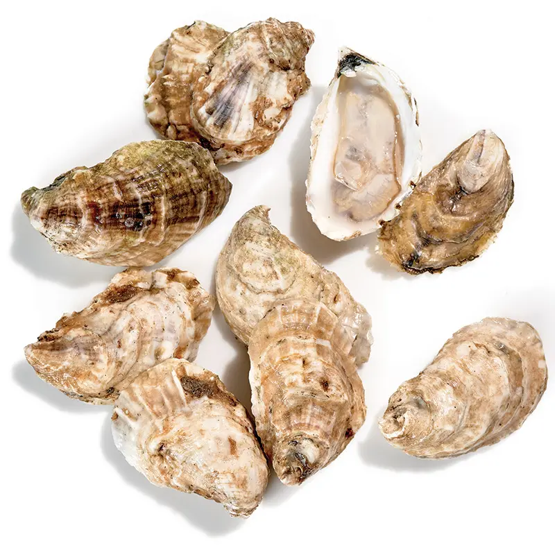 Oysters