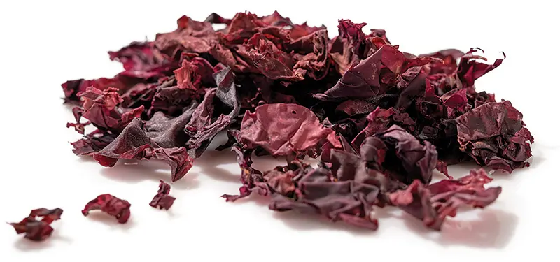Seaweed