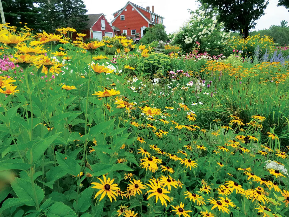 Maine Garden