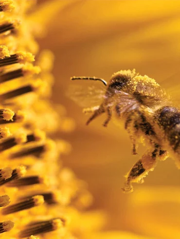 All Buzz, No Sting?