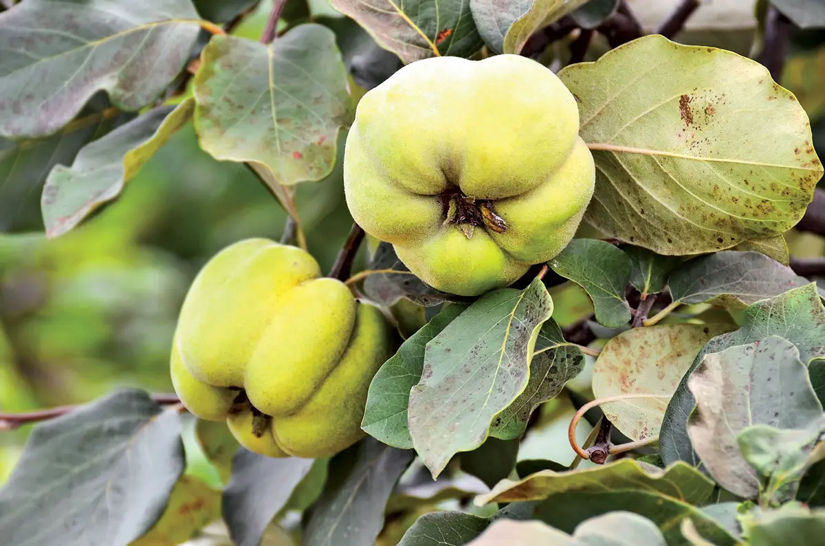 Heirloom apples
