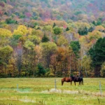 Maine Fall Foliage Tour, Down East Magazine