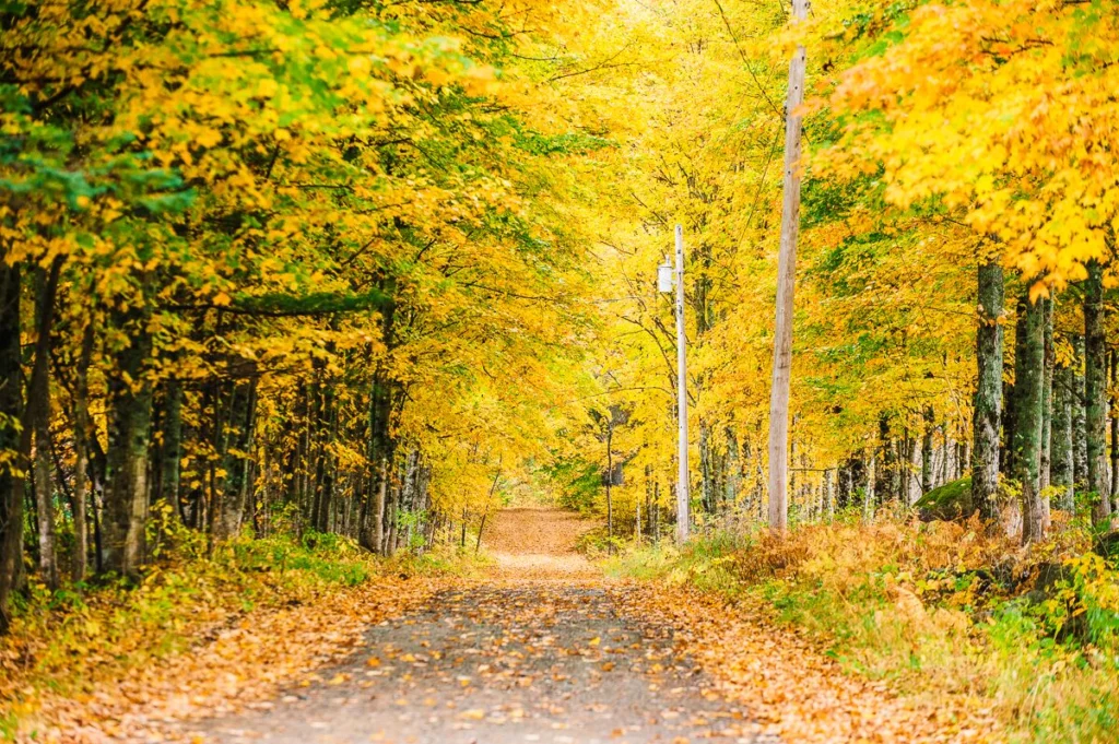 Maine Fall Foliage Road Trip
