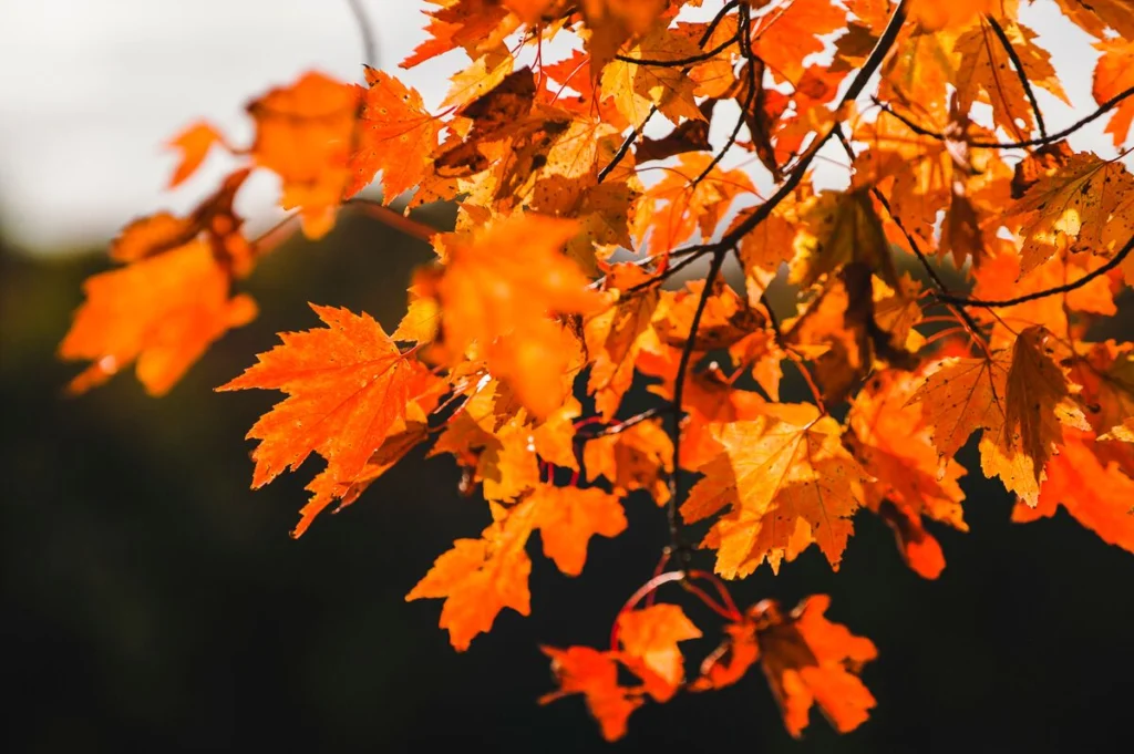 Maine Fall Foliage Road Trip