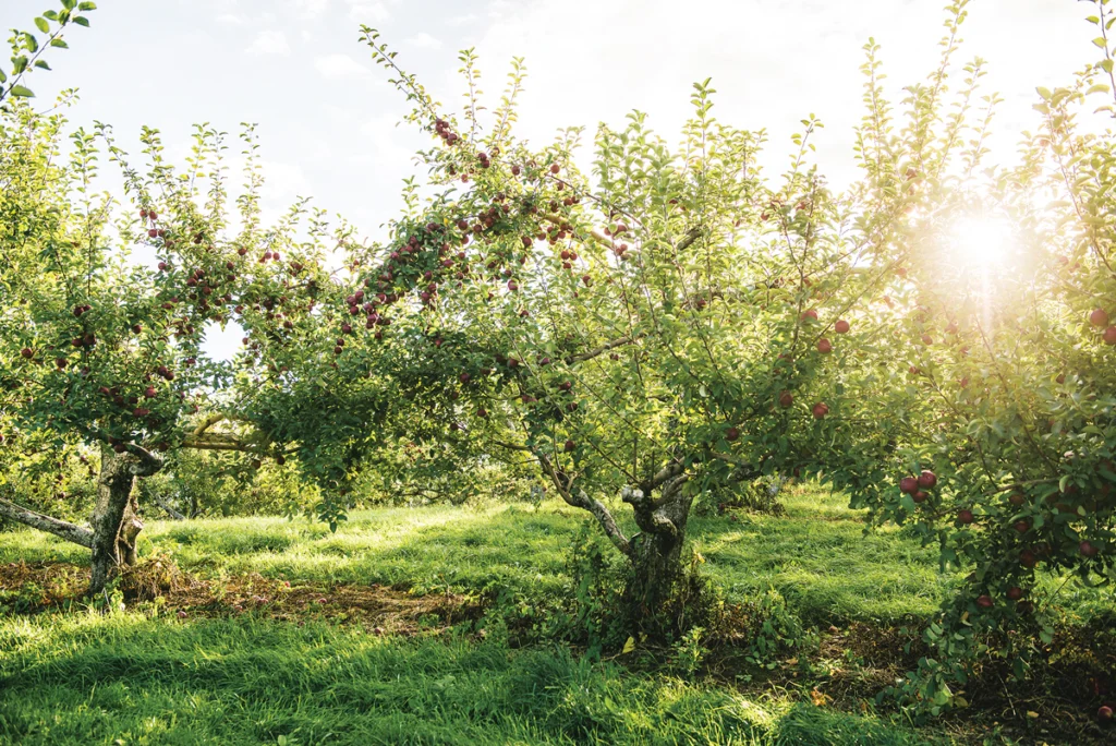 Maine Food, Hard Cider, Down East Magazine