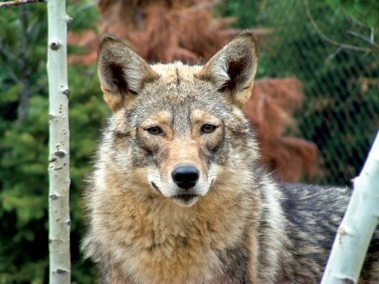 Does Maine Need Coyotes, Maine Wildlife, Magazine Maine