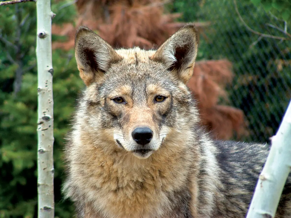 Does Maine Need Coyotes, Maine Wildlife, Magazine Maine