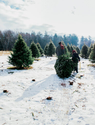 Christmas Trees, Magazine of Maine, Down East Magazine,