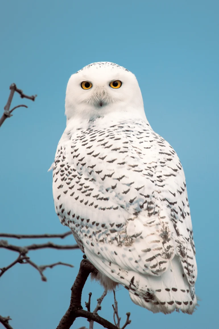 Snowy owl